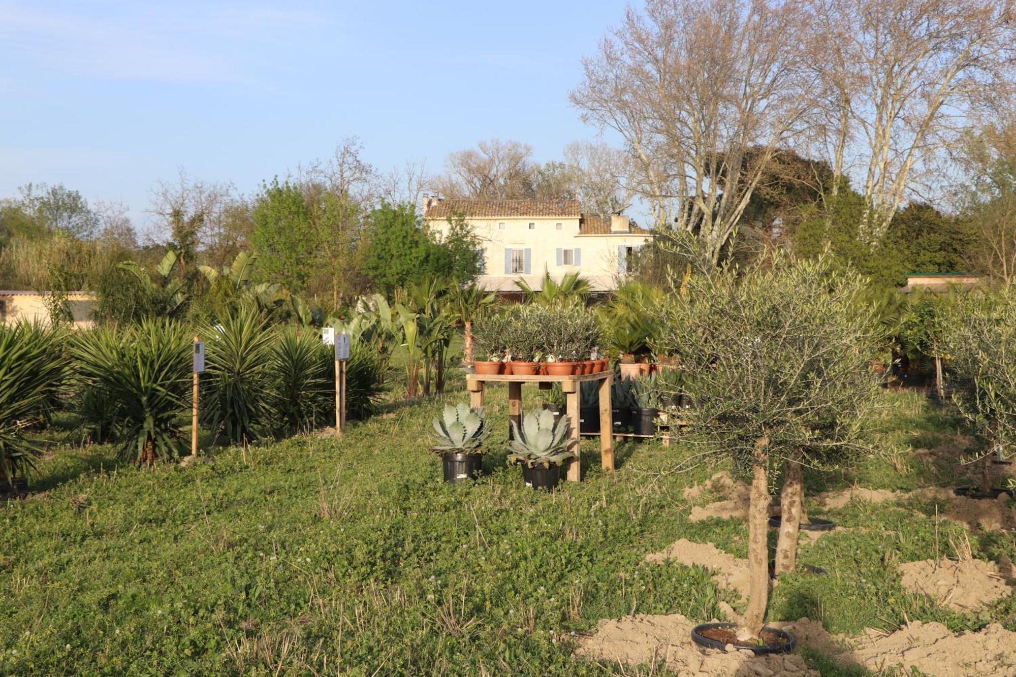 Le Mas Des Cerisiers Jacuzzi Et Sauna Inclus Pour Tous Les Logements Avignon Kültér fotó